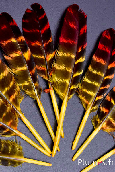 Tacchino - 10-15 cm - tigrato - giallo-rosso